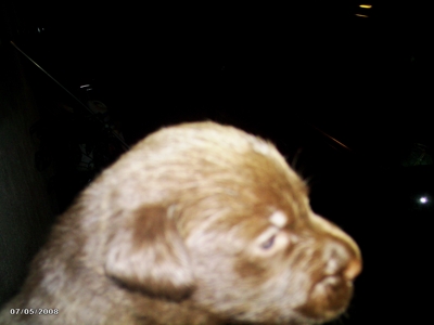 SE VENDEN LABRADORES PUPPIES