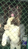 Cachorro_venezuela_2_030_thumb