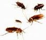 Dedetizadora Desentupidora em Belo Horizonte Limpa Fossa em contagem – Belo Horizonte