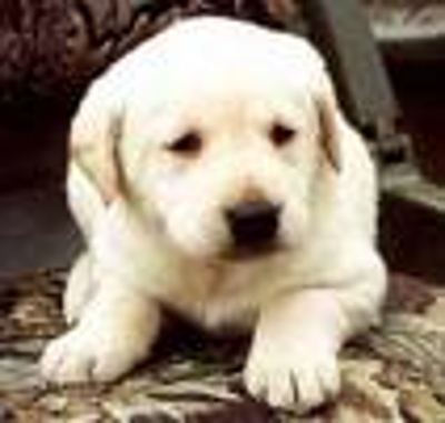 492002_1_1__thumb