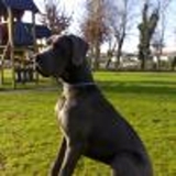 VENDO DOGUE ALEMÃO