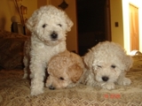 Vendo Lindos French Poodle