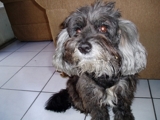 BUSCO A MI PERRO