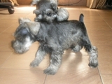 Schnauzer miniatura cachorros hermosos