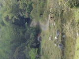 VENDO FINCA SASAIMA 6 FANEGADAS