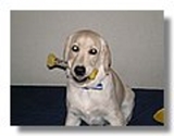 ENTRENAMIENTO CANINOS 