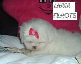 PUG *SHIH TZU *LHASA APSO 011 5073 4340