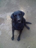 vendo bellos perritos labrador puros !!