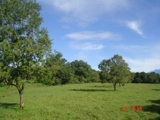 SE VENDE FINCA CON CASA - Chiriquí - David