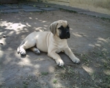 ultimos cachorros bullmastiff solo hembras