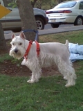 SCHNAUZER MINIATURA BUSCA NOVIA
