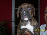 Boxer puros