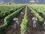 RUTA DEL VINO