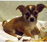 cute chihauhua cachorro para su aprobación