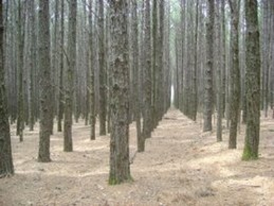 Madeira, Tábuas de Pinus, Construção Cívil, Reflorestamento
