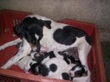 filhotes hushy brancos/boxer caramelos/fox paulistinha