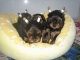 Perfeitos Filhotes Yorkshire Terrier RJ