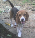 Beagle tricolor de *3 años* Busca NOVIA