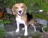 Beagle tricolor de *3 años* Busca NOVIA - Huila - Neiva