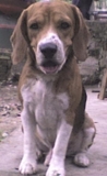 Beagle tricolor de *3 años* Busca NOVIA - Huila - Neiva