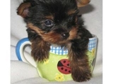 Cute Reg  Tea cup maltese & yorkie puppies 