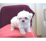 Cute Reg  Tea cup maltese & yorkie puppies  - Kingston - Kingston