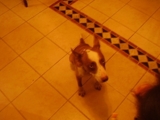 Busco hogar!