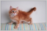 GATOS BOSQUES DA NORUEGA