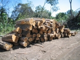 FINCA DE TECA 26 HECTAREAS 