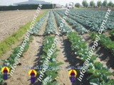 Hidrogel Aplicado a Pastos, Plantas, Viveros, Invernaderos, Agricultura, Decorativo, Refrigerante - Yucatán - Mérida