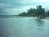 Punta_de_palma_1_thumb