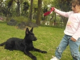 ESCUELA CANINA BELFAH