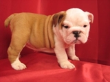 bulldog puppy for a good home