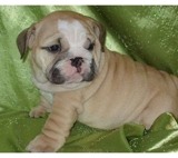 pura raça buldogue Inglês cachorros para venda 