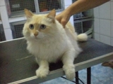 Lindos gatos para adoção em São Paulo!