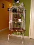 JAULA DE LORO