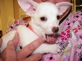Cute y adorable vaso de chihuahua cachorros de un buen hogar - Yucatán - Mérida
