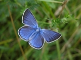Psicologa, Terapeuta de Vida Passada e Florais de Bach