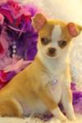 Chihuahua cachorro para su aprobación.