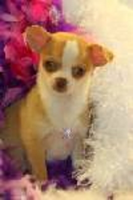 Chihuahua cachorro para su aprobación.