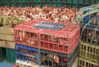 Pollos y Huevos Kamperos