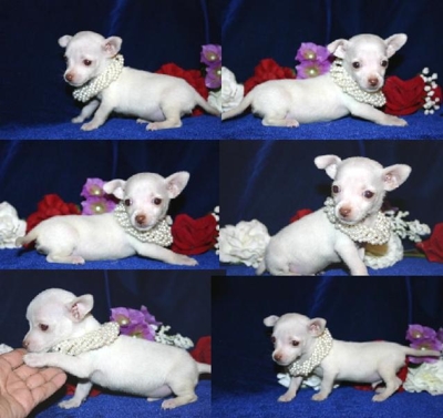 vet verificada chihuahua cachorros para adopção.