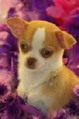 Chihuahua cachorro para su aprobación.