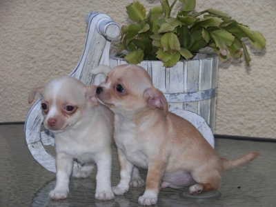 vendo chihuahuas minis superminis y microminis de pelo corto