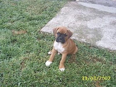 filhotes de BOXER