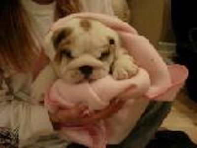 adorable bulldog ingles para adopcion - Yucatán - Mérida