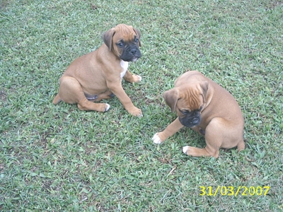 filhotes de boxer