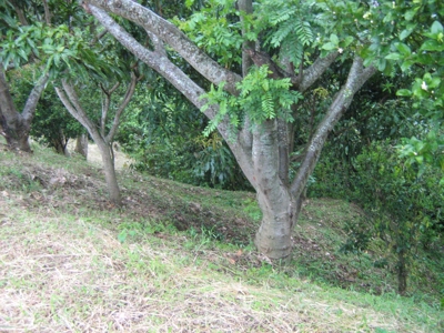San Rafael LOte  