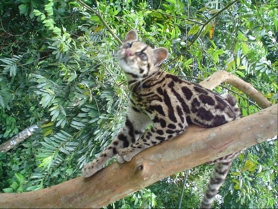 VENDO FINCA DE INCOMPARABLE BELLEZA NATURAL $15 M2 COSTA RICA - Arizona - Miami