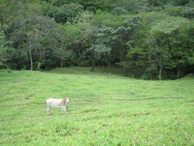 FINCA EN CIUDAD COLON-COSTA RICA $8 m2 - Arizona - Miami